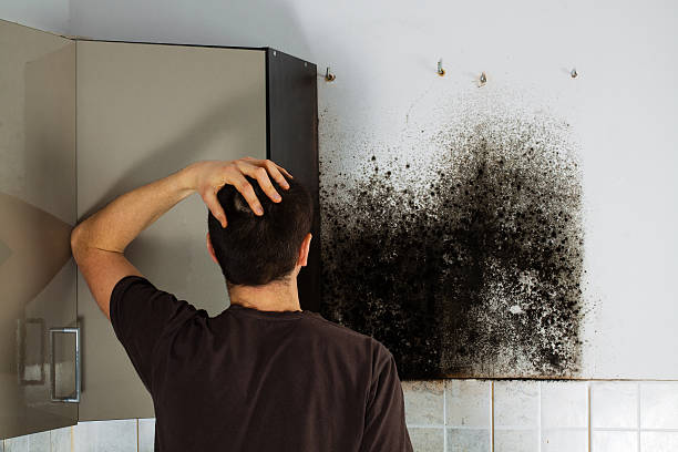 Best Mold Removal for HVAC Installations  in Mec, CA